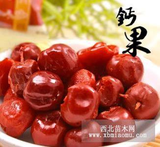 鈣果樹(shù)苗多少錢(qián)一顆