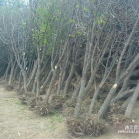 茶壶枣枣树苗 灰枣枣树苗 子弹头枣树苗 梨枣枣树苗 雪枣枣树