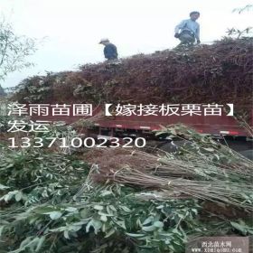 0.5板栗苗價格 地徑06板栗苗價格 地徑1個板栗樹苗