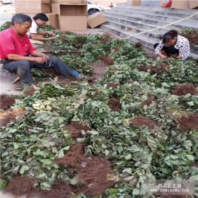 采摘草莓苗经济效益,北方章姬草莓苗产量