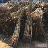 新品种核桃树树苗 核桃树树苗价格多少 核桃树树苗基地