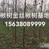 河南周口楸树金丝楸树梓树专业种植基地