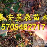 歪把紅山楂苗 歪把紅山楂樹苗價(jià)格