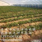 妙香7號(hào)草莓苗哪里便宜 妙香7號(hào)草莓苗苗圃，妙香草莓苗基地