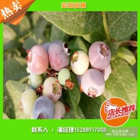 赛拉蓝莓苗，赛拉蓝莓价格，山东赛拉蓝莓基地