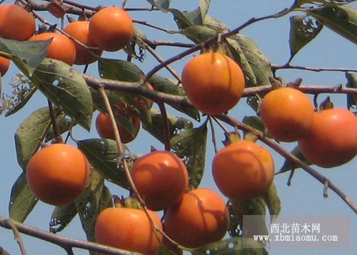 巧克力柿子苗品種介紹 巧克力柿子苗新報價