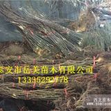 供应30公分高猕猴桃树苗 配对授粉