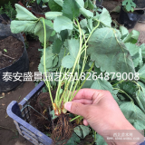 2017年草莓苗價格多少錢草莓苗現(xiàn)在多少錢2017草莓苗行情