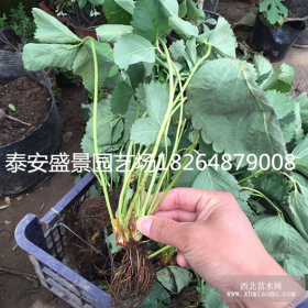 2017年草莓苗价格多少钱草莓苗现在多少钱2017草莓苗行情