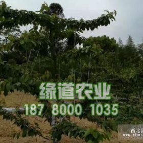 贵州贵阳大樱桃苗基地直供贵阳大樱桃树苗