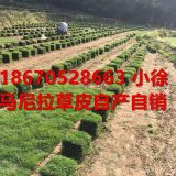 馬尼拉草皮貴陽(yáng)馬尼拉草皮批發(fā)