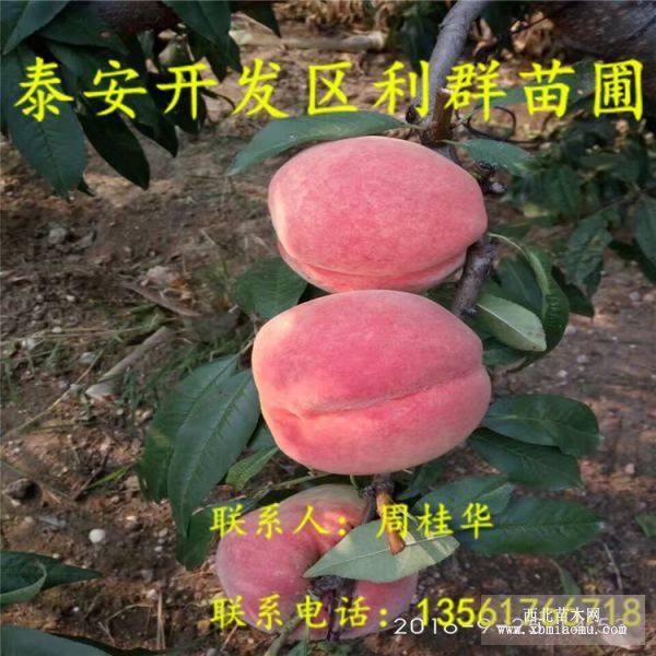 水蜜桃樹(shù)苗