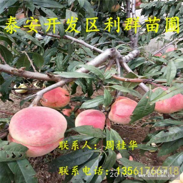 水蜜桃樹(shù)苗