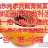 2公分红丰杏树苗价格 珍珠油杏苗价格