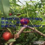 山東中油16號油桃苗批發(fā) 中油16號油桃苗價格多少