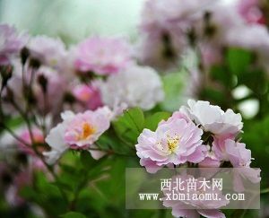 甘肅薔薇種植基地—森旺