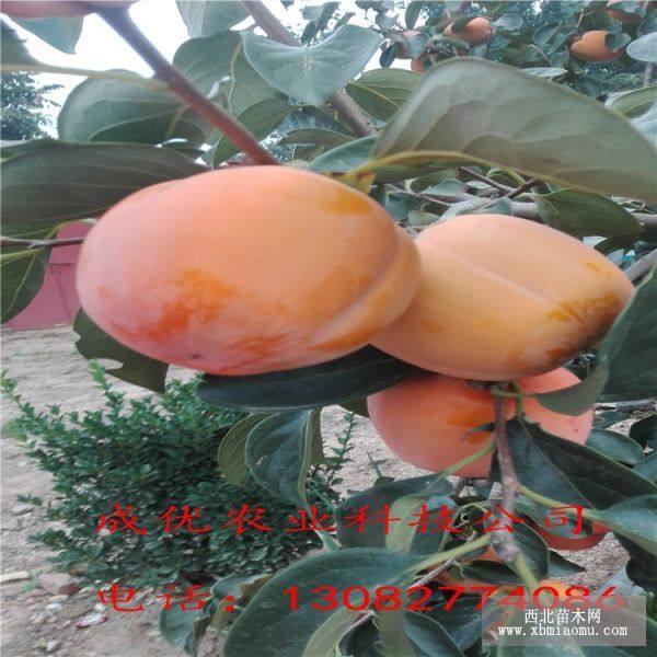 柿子樹(shù)苗