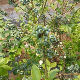 四川重庆地区适合种植哪个品种的蓝莓苗 蓝莓苗种植技术