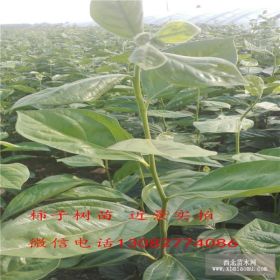 怎么种植柿子树苗 柿子树苗价格 柿子树苗哪里多 柿子树多少钱