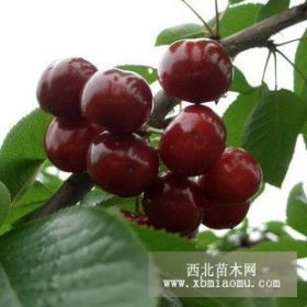 供应当年挂果3公分美早大樱桃树苗