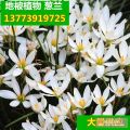 觀花球根植物花卉 蔥蘭花種球根花苗 蔥蘭 韭蘭 風(fēng)雨蘭苗