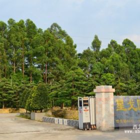 精品造型罗汉松风水树景观树盆景