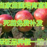 紅瑪瑙石榴樹苗價(jià)格  酸石榴樹苗