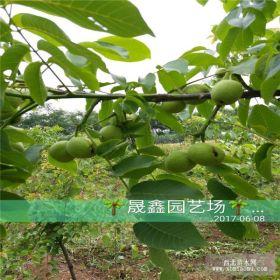 求购草莓苗、草莓苗哪里有、草莓苗繁育基地