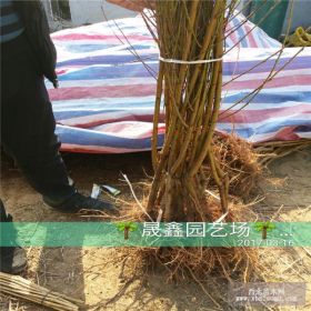 草莓苗品种介绍、哪里有草莓苗、什么品种好吃草莓苗价格