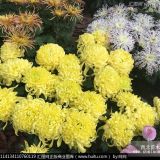 青州草花煜皓花卉苗木供應(yīng)菊花，馬鞭草，一串紅，牽牛等草花地被