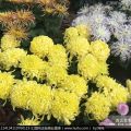 青州草花煜皓花卉苗木供應(yīng)菊花，馬鞭草，一串紅，牽牛等草花地被