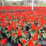 供應(yīng)菊花、一串紅、孔雀草、芝櫻花、矮牽牛等