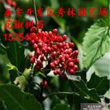 哪里有大紅袍花椒苗 大紅袍花椒苗價(jià)格