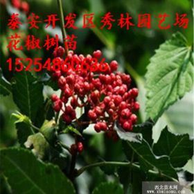 哪里有大紅袍花椒苗 大紅袍花椒苗價格