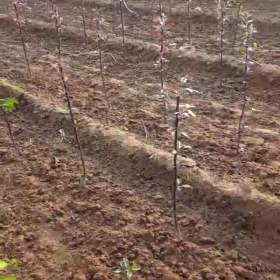 供应1年生苹果苗 1公分苹果树苗报价