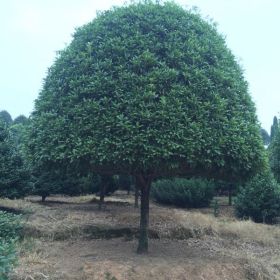 桂花价格、精品桂花、桂花移植技术指导、四季桂出售