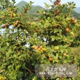 湖南懷化嫁接油茶苗,溆浦,會(huì)同,麻陽,新晃高產(chǎn)油茶樹苗價(jià)格