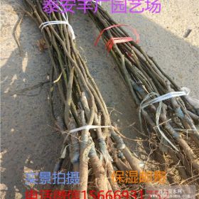 贵州种植梨树苗基地 贵州梨树苗哪里有卖的