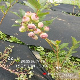 蓝莓苗价格是多少钱一棵 蓝莓苗哪里有 盆栽蓝莓苗