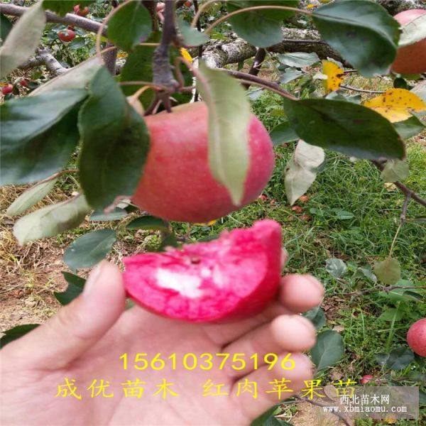 苹果树苗