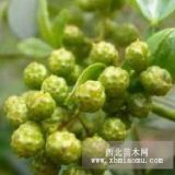 九葉青花椒樹(shù)苗、重慶九葉青花椒樹(shù)苗、重慶九葉青花椒樹(shù)苗價(jià)格