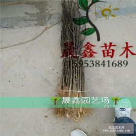 哪里有花椒苗 大红袍花椒苗经济效益 大红袍花椒苗多少钱一棵