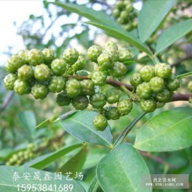 哪里有30公分花椒苗 九叶青花椒苗哪里有卖的