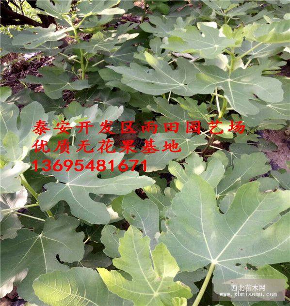 無(wú)花果樹(shù)苗