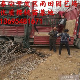 美早矮化樱桃苗基地三公分美早矮化樱桃苗多少钱一棵