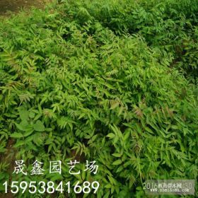 哪里有卖九叶青花椒苗的 九叶青花椒苗多少钱一棵 花椒苗哪里有