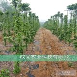 3公分矮化蘋果樹多少錢一棵、出售蘋果苗價(jià)格、蘋果樹苗基地