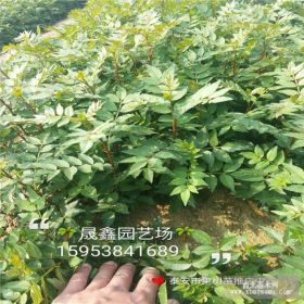 哪里卖30公分花椒苗 九叶青花椒苗经济效益九叶青花椒苗多少钱