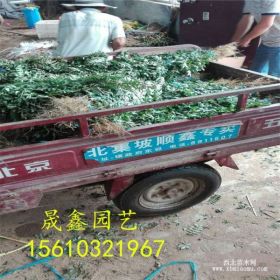 花椒苗哪里有=花椒小苗多少钱一棵=花椒苗什么时候栽植好