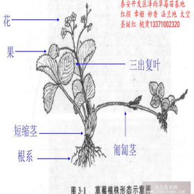 妙香7号草莓苗品种展示 便宜妙香7号草莓苗基地